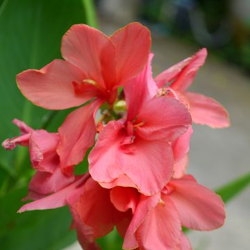 Intiankanna Pink Beauty