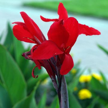 Tarhakanna Firebird