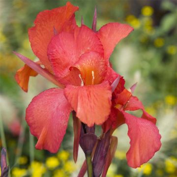 Tarhakanna Red King Humbert