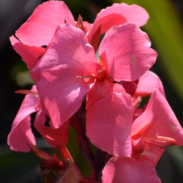 Intiankanna Pink and Roses