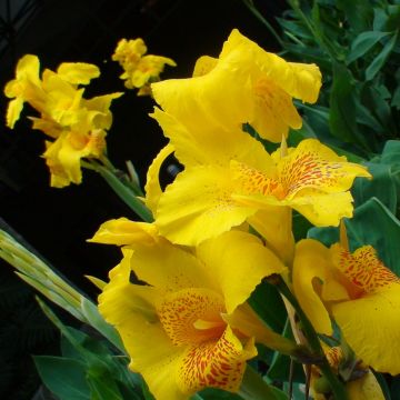 Tarhakanna Yellow Humbert
