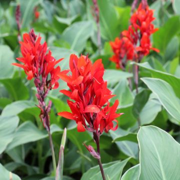 Tarhakanna - Canna edulis