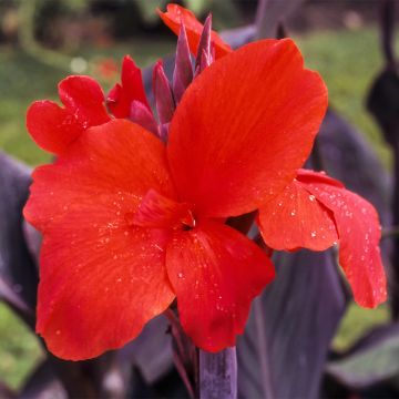 Tarhakanna Red Wine