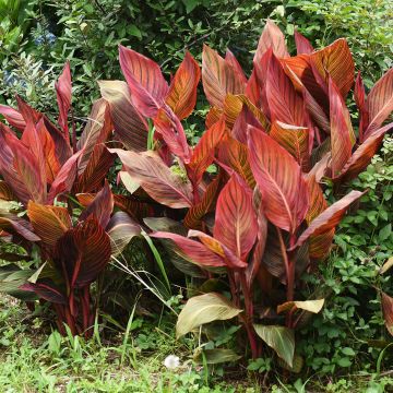 Tarhakanna Durban