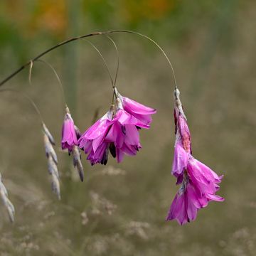Enkelinkaario - Dierama pulcherrimum