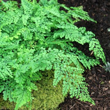 Himalajanadiantumi - Adiantum venustum