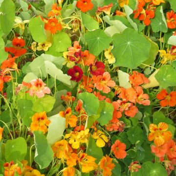 Isoköynnöskrassi (siemenet) - Tropaeolum majus