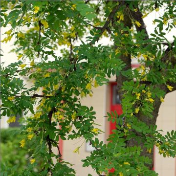 Siperianhernepensas - Caragana arborescens