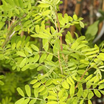 Siperianhernepensas Lutescens
