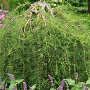 Siperianhernepensas Walker