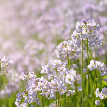 Luhtalitukka - Cardamine pratensis