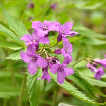 Litukka - Cardamine pentaphylla