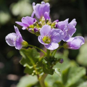 Litukka - Cardamine raphanifolia