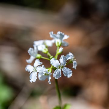 Kolmilehtilitukka - Cardamine trifolia