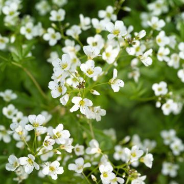 Litukka - Cardamine yezoensis