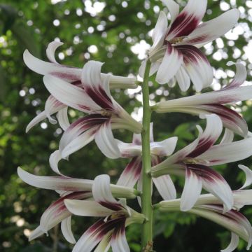 Himalajanjättililja - Cardiocrinum giganteum