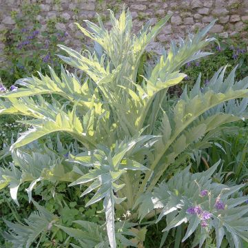 Kardoni Gigante di Romagna luomu - Ferme de Sainte Marthe
