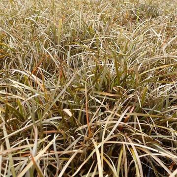 Sara - Carex berggrenii