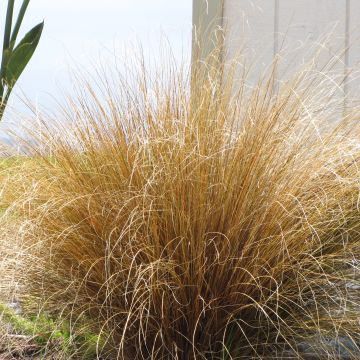 Kuparisara - Carex buchananii