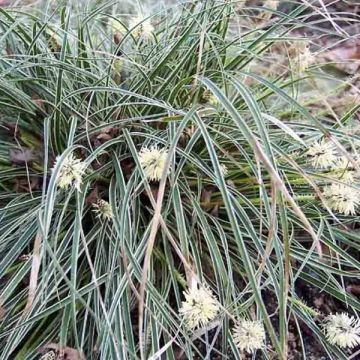 Sara Snowline
