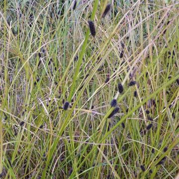 Sara - Carex dipsacea
