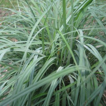 Vahasara - Carex flacca