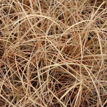 Ruskosara - Carex flagellifera