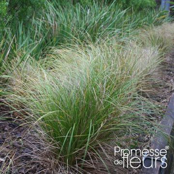 Ruskosara Kiwi - Carex flagellifera