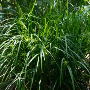 Piikkinuijasara - Carex grayi