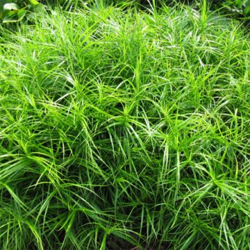 Palmusara - Carex muskingumensis