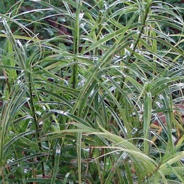 Palmusara Oehme