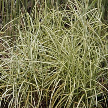 Palmusara Silberstreif