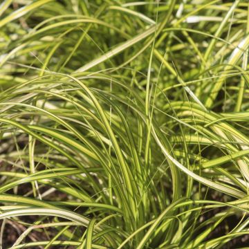 Oshimasara EverColor Eversheen