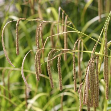Nuokkusara - Carex pendula