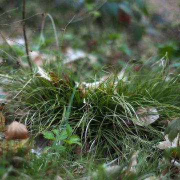 Hajasara - Carex remota