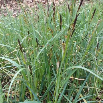 Vankkasara - Carex riparia