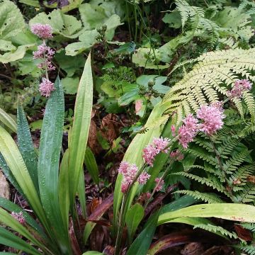 Sara - Carex scaposa