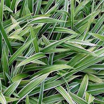 Idänvarjosara Variegata