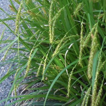 Sara - Carex sylvatica