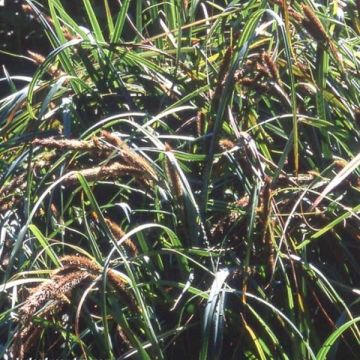 Falklandinsara - Carex trifida