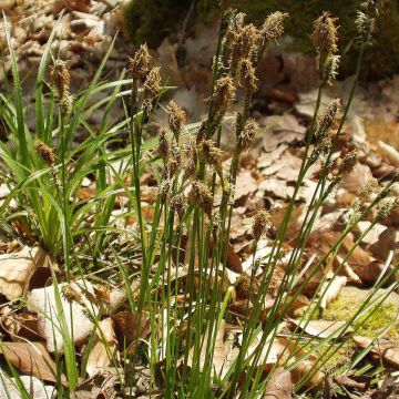 Sara - Carex umbrosa