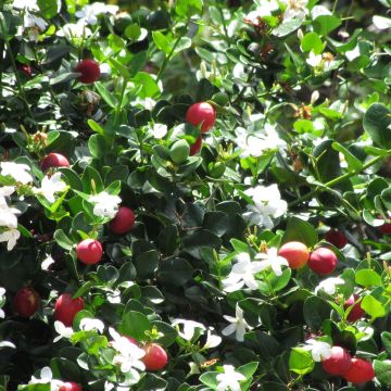 Kapmaanluumu - Carissa macrocarpa