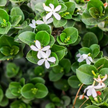 Kapmaanluumu Prostrata