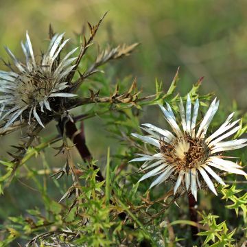 Hopeakurho - Carlina acaulis subsp. simplex
