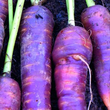 Porkkana Cosmic Purple
