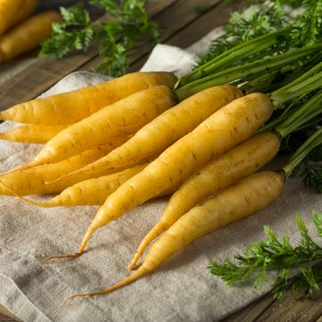 Porkkana Goldnugget HF1 - Vilmorin