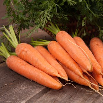 Porkkana Juwarot
