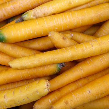 Porkkana Solar Yellow - Ferme de Sainte Marthe