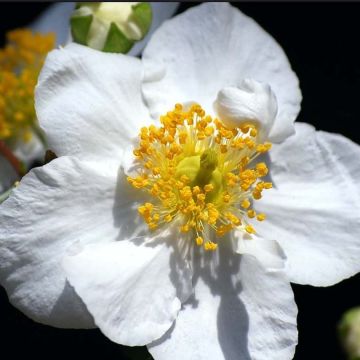 Carpenteria californica