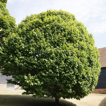 Valkopyökki Columnaris
